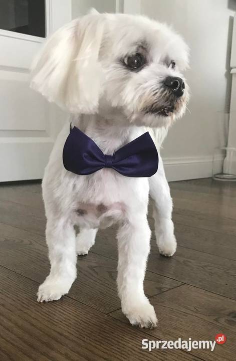 Reproduktor maltanczyk FCI zhpruci lubelskie Opole Lubelskie sprzedam