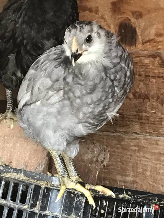 Kurczaki kury kogut Araucana Araukana Sławsk
