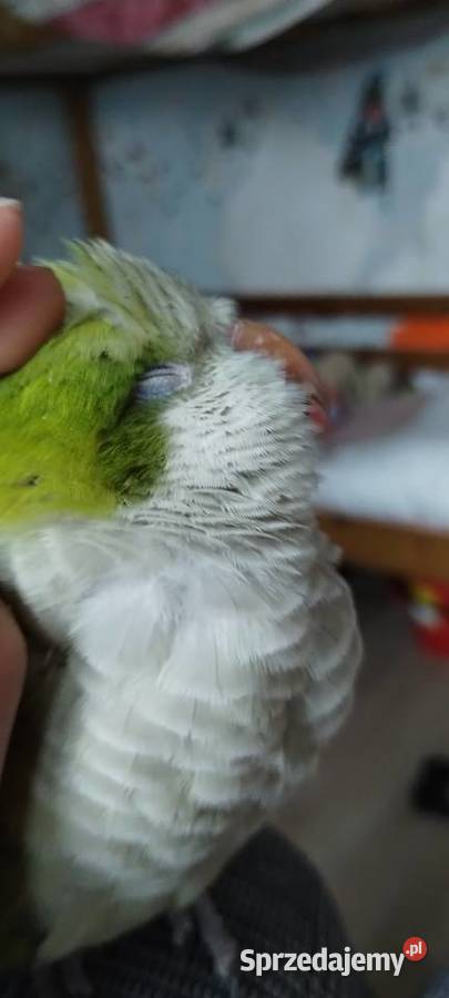 Mniszką nizinna Kaczyce