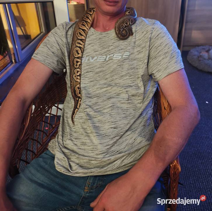 Pyton królewski samiec 2 lata z terrarium i Zabrze