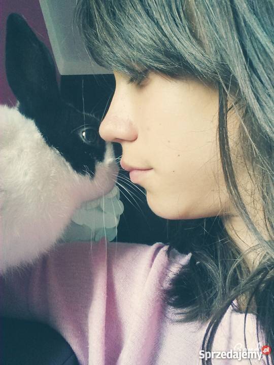 Królik miniaturka całe wyposażenie Pozostałe Pelplin sprzedam