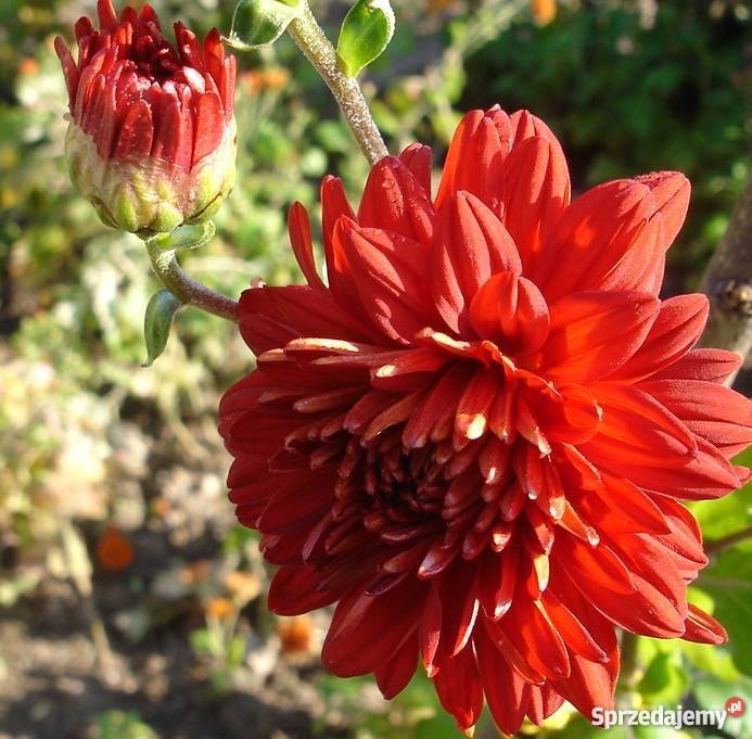 CHRYZANTEMY OGRODOWE ZIMUJĄCE DĄBKI Rośliny Jelenia Góra