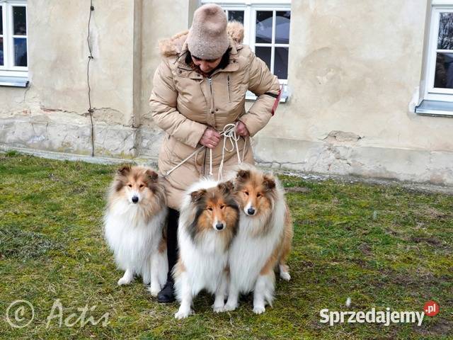 COLLIE Owczarki Szkockie szczeniaki Multi Ch śląskie Janów