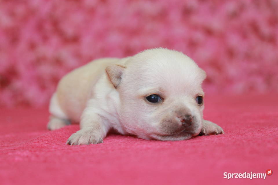 Chihuahua krótkowłosa dziewczynka ZKwP FCI Chihuahua Świnoujście sprzedam