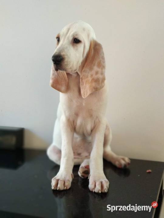 Porcelaine rodowód ZKwP FCI Warszawa