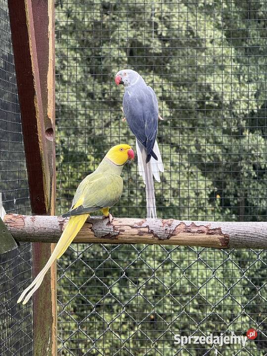 Aleksandretty obrożne głowa ogon Ptaki Wieliczka