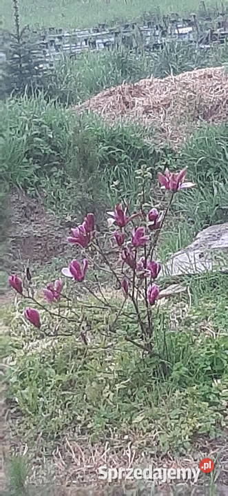 Kwiat Magnolia lubelskie Kamionka