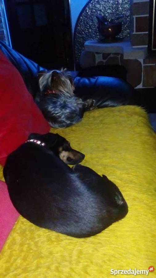 Domowy hotel psów małe rasy bez klatek Luzino