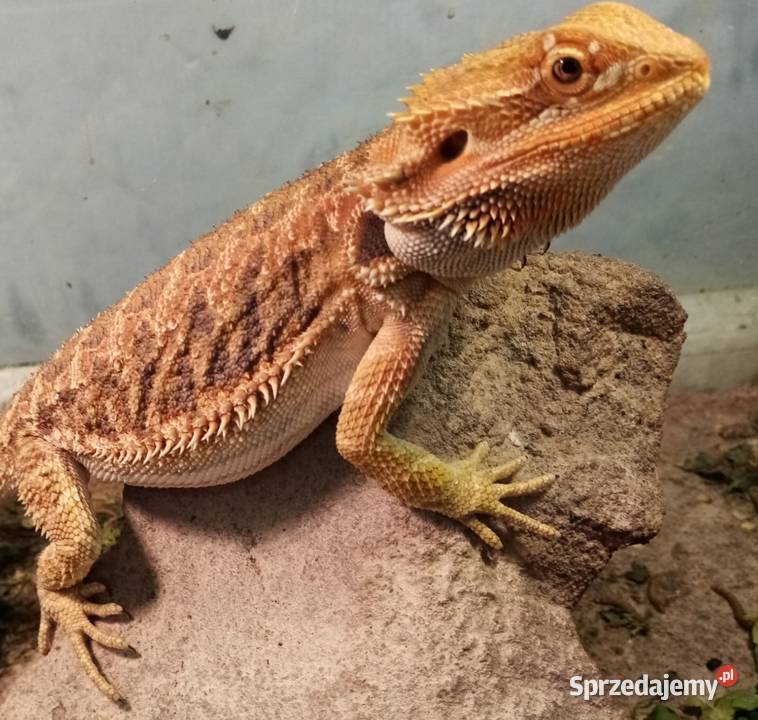 Agama Brodata Red Samica Sklep Zoologiczny Gady i płazy Katowice
