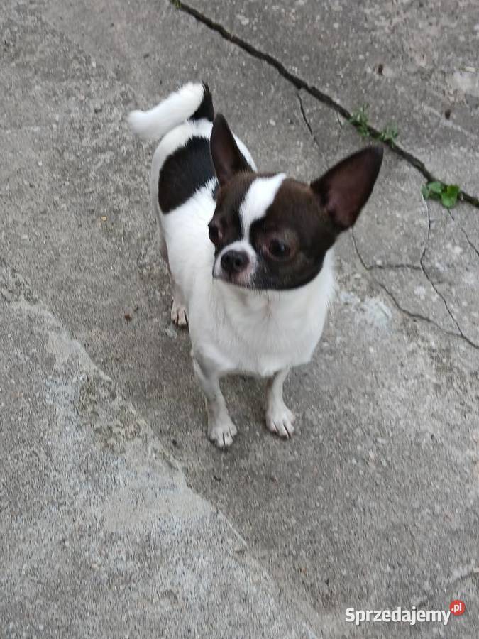 Sprzedam chihuhua Chihuahua Zwierzęta Kijaszkowo