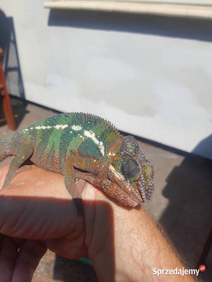 kameleon lamparci ambilobe red bar samiec Włocławek