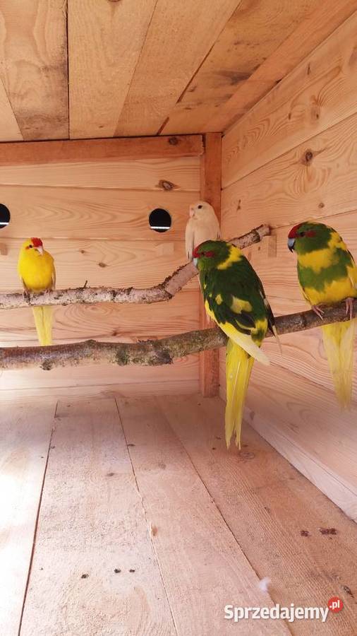 Woliera z 17 papugami okazja Zgórze