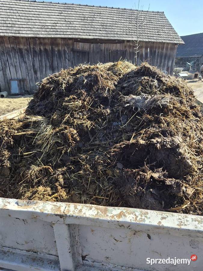 Obornik konia Widełka