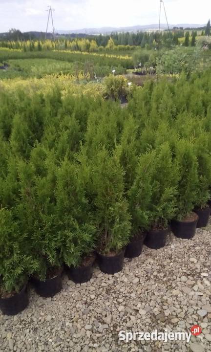 Tuja szmaragd podkarpackie sprzedam