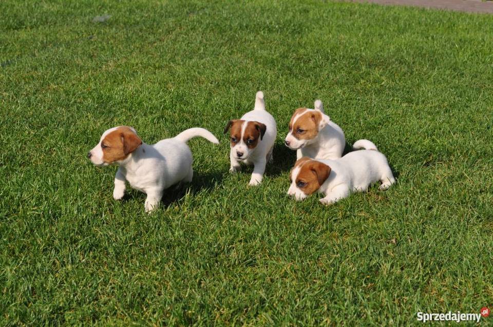 Jack Russell Terrier szczenięta Zamość
