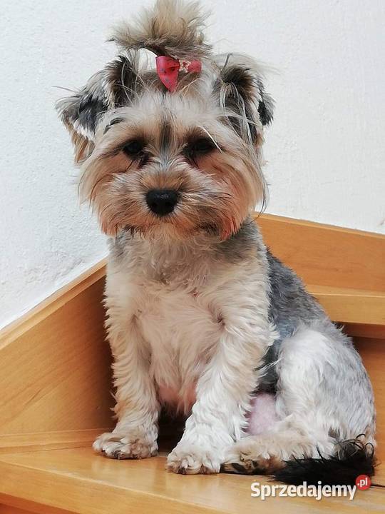 Yorkshire Terrier świętokrzyskie Ostrowiec Świętokrzyski sprzedam