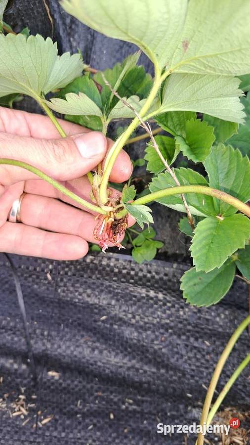 Sadzonki truskawek 030gr Limanowa