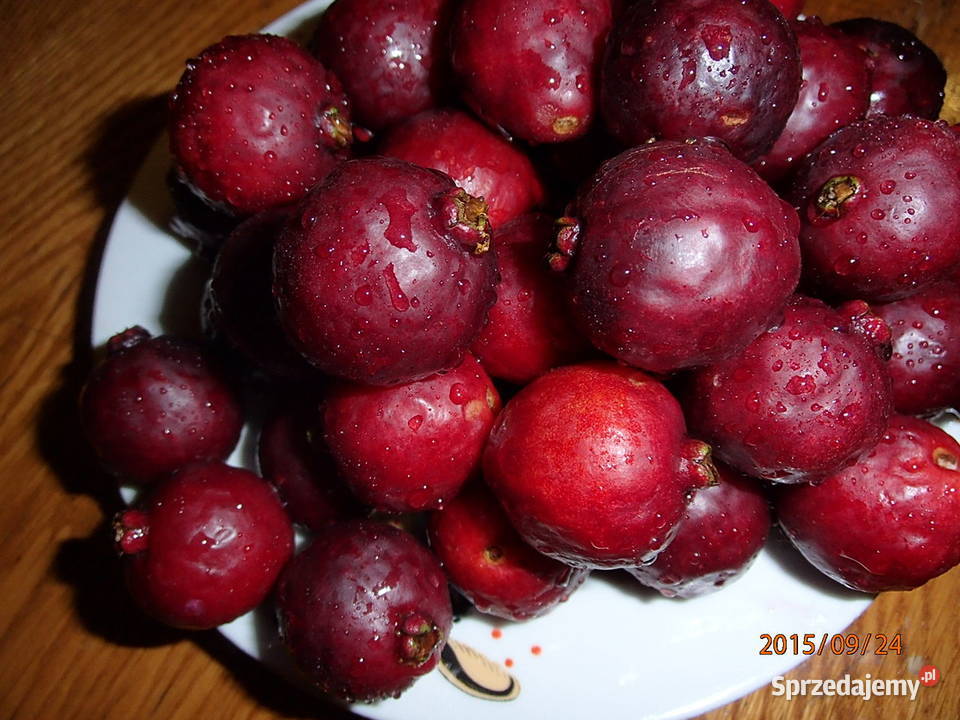 Gujawa truskawkowa Psidium cattleianum 30 Łódź