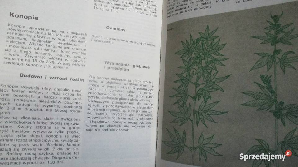 Nowoczesna uprawa roślin rosliny uprawa