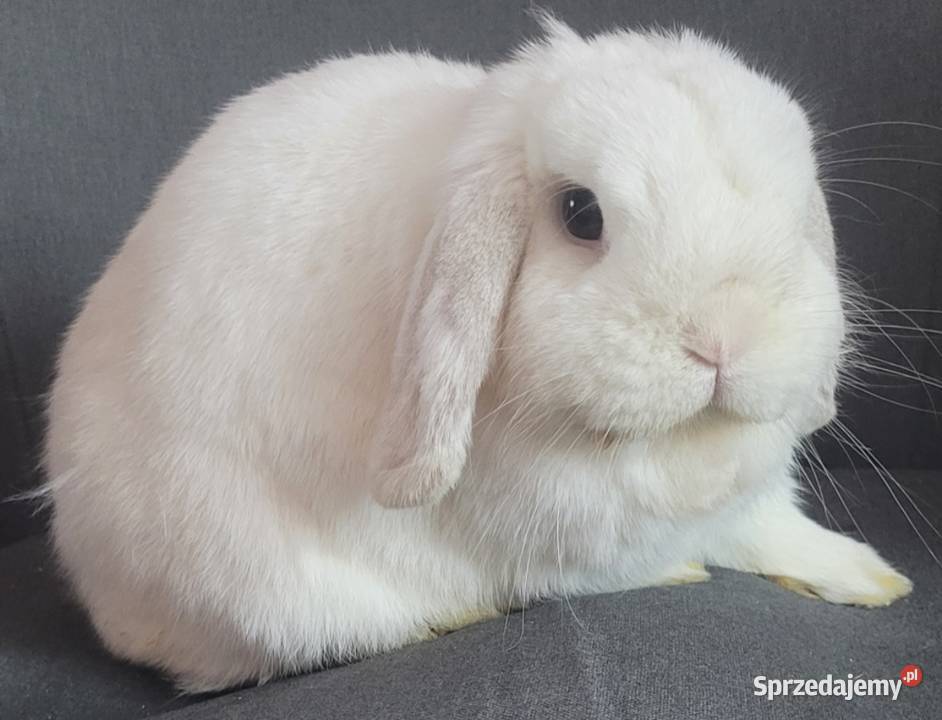 Karzełek Mini Lop okazja Gryzonie Turek