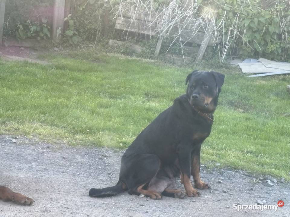 Szczeniaki Rottweiler Mała Wieś Dolna
