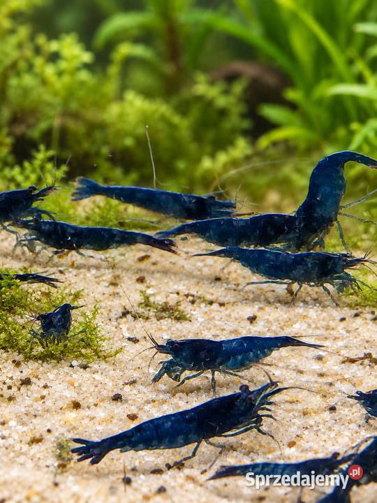 KREWETKA BLUE VELVET NEOCARIDINA DAVIDI