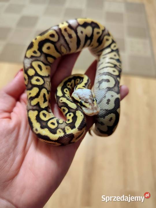 Pyton królewski samiec cb25