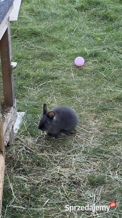 Miniaturki Roczny królik dwa małe króliki mazowieckie Jachranka
