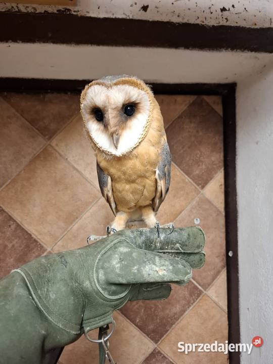 Sowasowy para lęgowa płomykowka płomykowki Mnichus