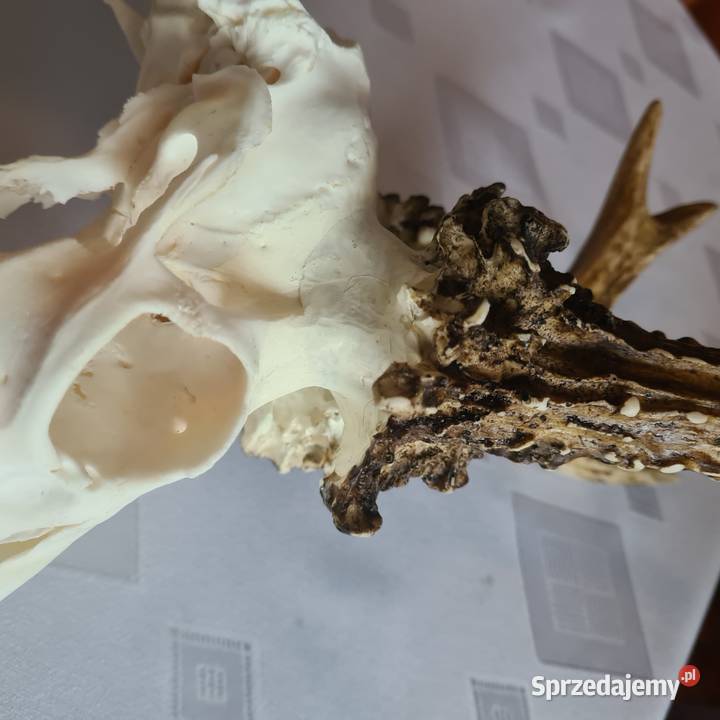 NPWOŚĆ Kopia rekordu świata Czechy 810 gr 223CIC Orzesze