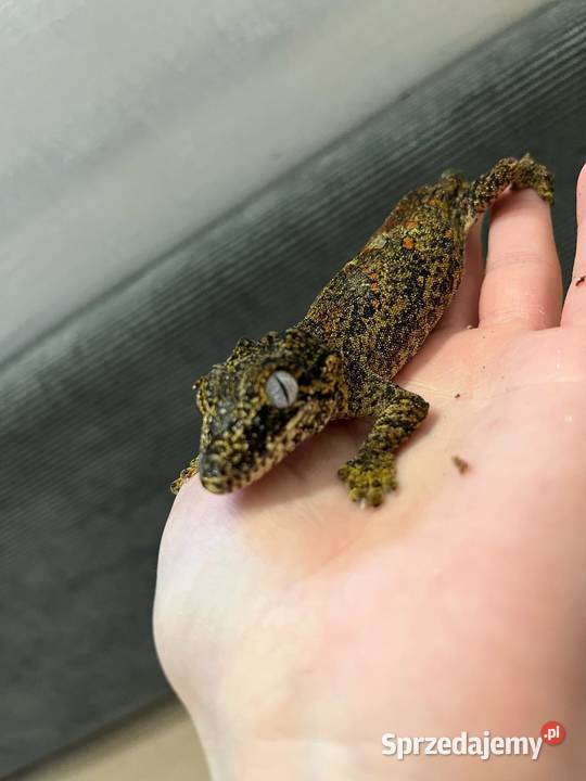 Gekon gargulcowy samica 4 sztuki śląskie Bielsko-Biała