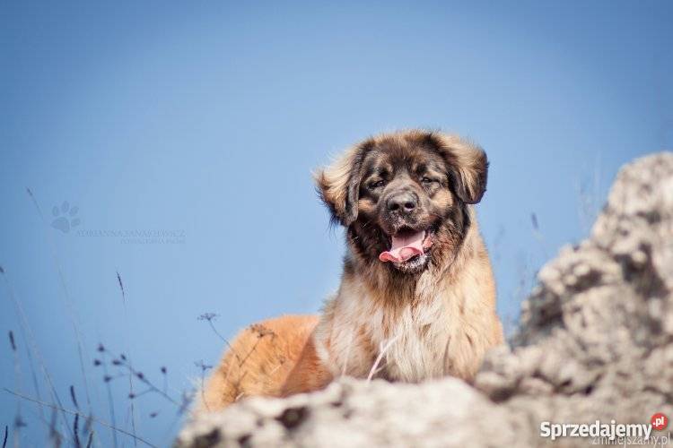 LEONBERGER SZCZENIĘTA Niegowonice