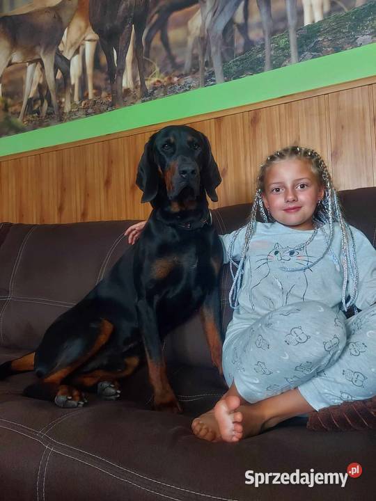 Gończy Polski Reproduktor