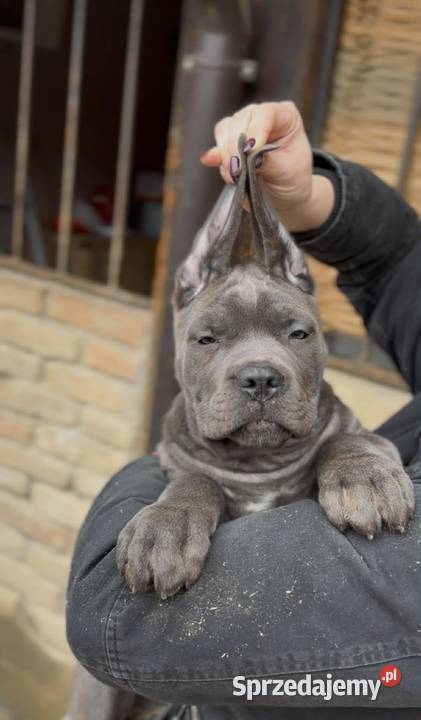 Cane Corso Szczenięta na sprzedaż