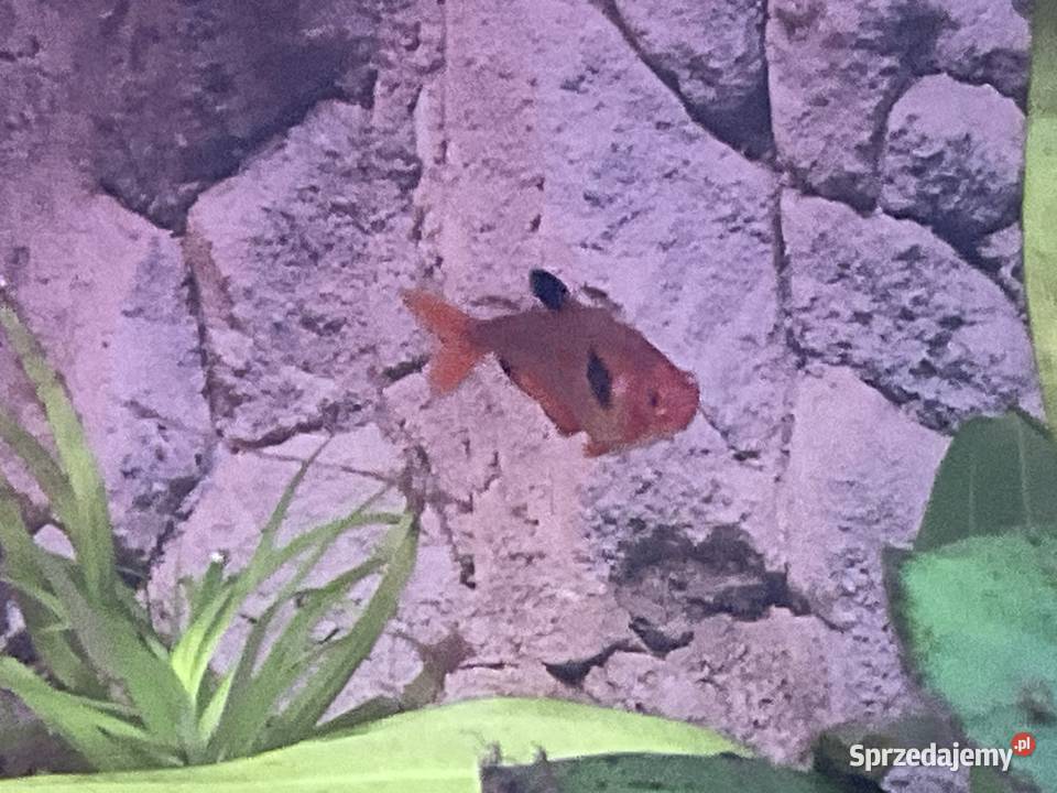 Sprzedam rybki 8 sztuk 30 Sosnowiec