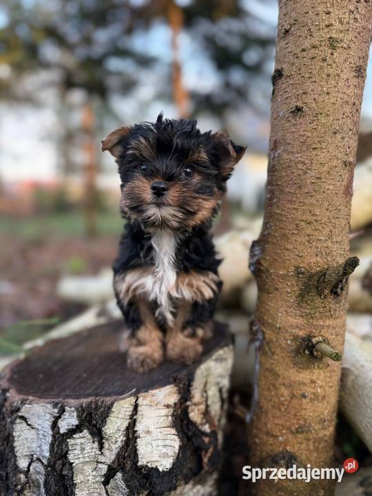 Piękny piesek York mini XXS z rodowodem Warszawa