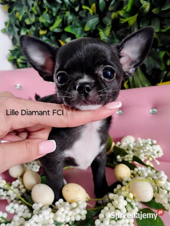 Chihuahua krótkowłosy FCI Mini Xs sprzedam