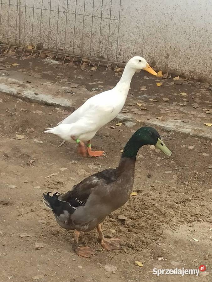 Kaczki biegusy biegusy indyjskie Krasnystaw sprzedam