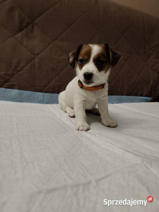 Suczka Jack Russell Terrier Pabianice