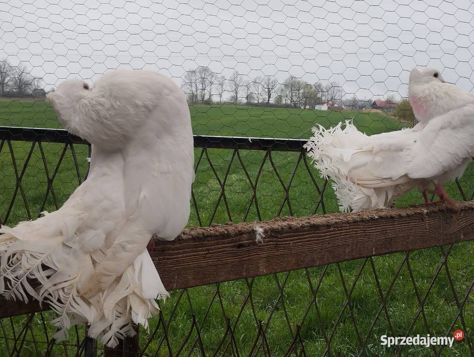 PAWIKI INDYJSKIE pulsujące para Głogów