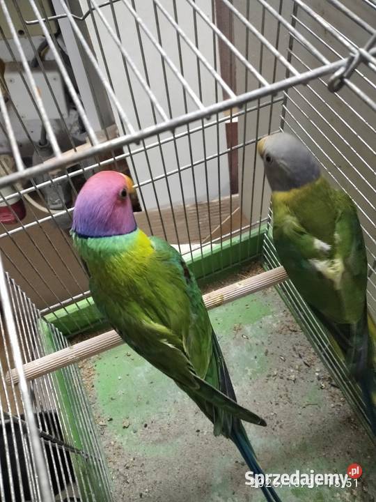 Aleksandertta sliwo glowa Rybnik