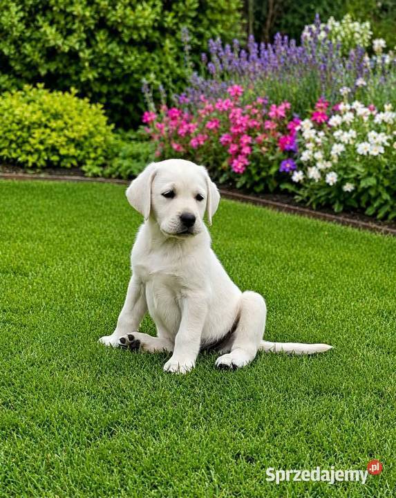 Labrador retriever pochodzenie fci Strużki