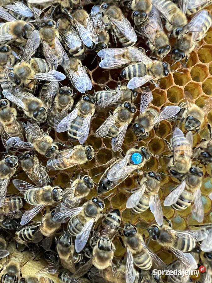 Pszczoły rodziny pszczele ramka wielkopolska