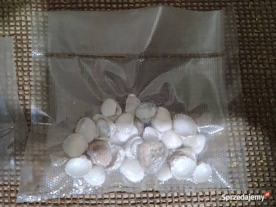 Muszelki naturalnekamienie z morza 35letnie