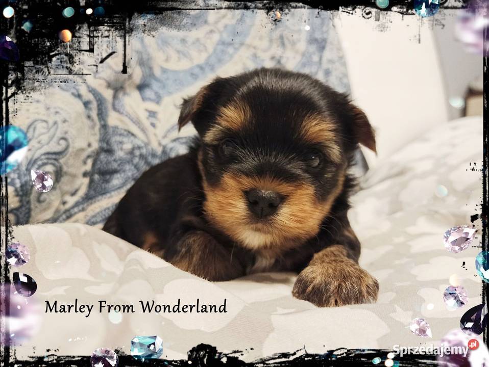 Marley YORK Black And Tan Piękny piesek Rodowód dolnośląskie Wrocław