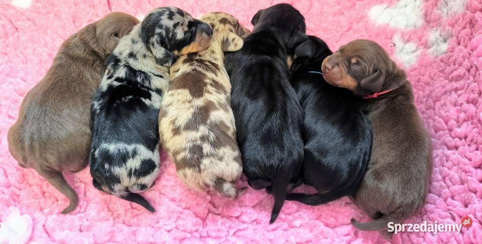 Jamnik krótkowłosy miniaturowy Szczecin