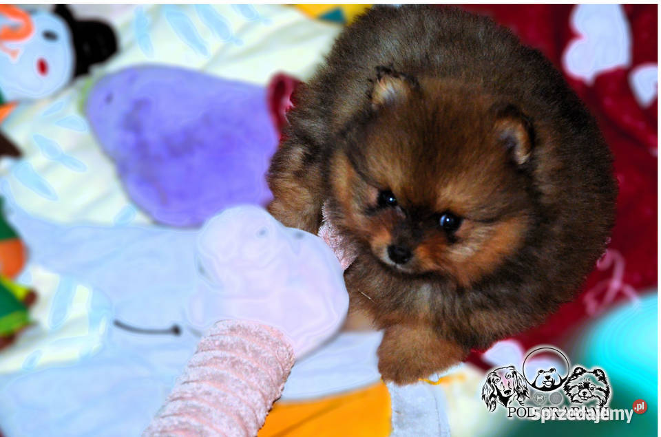 rzepiękne Szczenięta Pomeranian Szpic Pruszcz Gdański