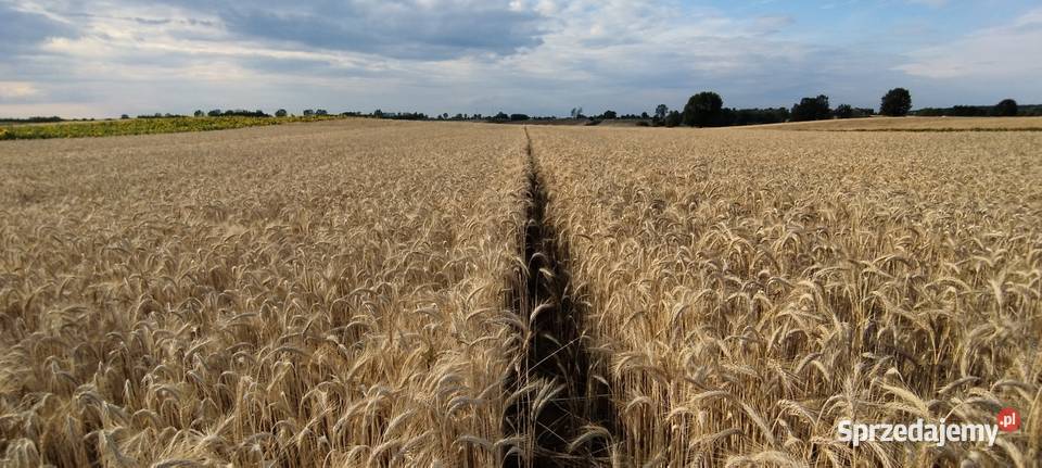 Sprzedam Pszenżyto Produkcja roślinna Rawa Mazowiecka