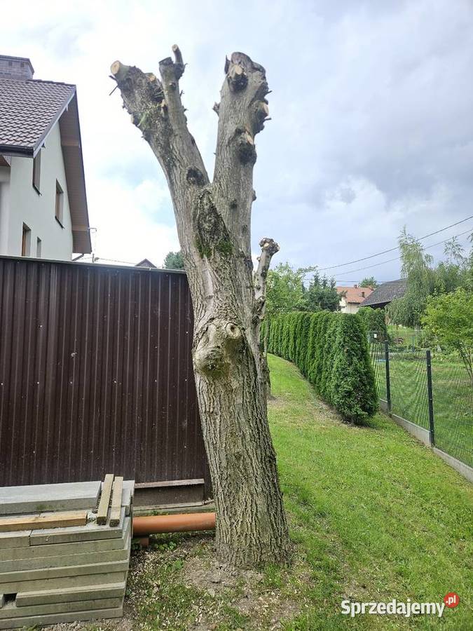 Pień orzecha włoskiego 2 drzewo na deski kłoda Grajów