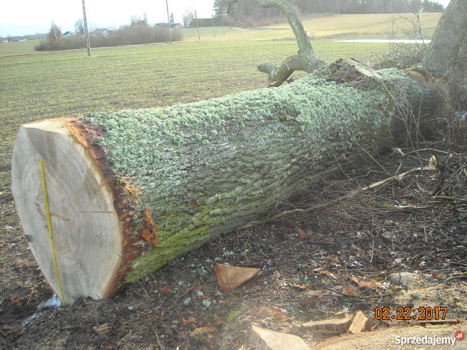 Dąb kłoda 11 m średnicy pomorskie Jaroszewy